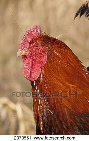 Stock Image - Livestock - Closeup portrait of a Wyandotte rooster / Iowa, USA.. Fotosearch