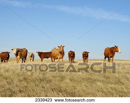 Stock Image - Livestock - Crossbred beef cattle on a dry summer native prairie rangeland / Alberta, Canada.. Fotosearch