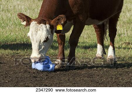 Stock Image - Livestock - Crossbred beef cow licking a salt block / Alberta, Canada.. Fotosearch