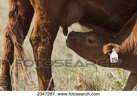 Stock Photo - Livestock - Crossbred beef range calf just beginning to nurse it. Fotosearch