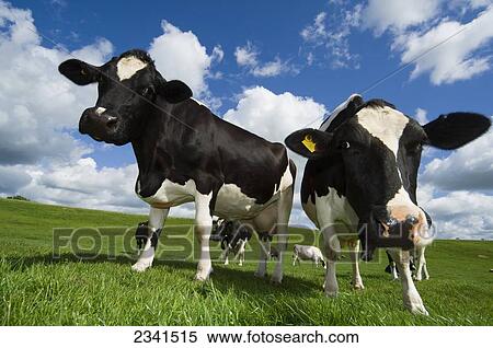 Stock Photography - Livestock - Curious Holstein dairy cows on a green pasture in early Summer / Cumbria, England, United Kingdom.. Fotosearch