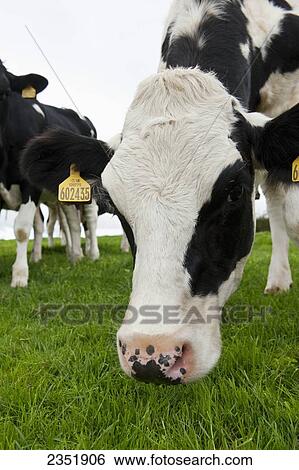 Livestock - Curious Holstein dairy heifers on a green pasture / England, United Kingdom. View Large Photo Image Stock Photograph - Livestock - Curious Holstein dairy heifers on a green pasture / England, United Kingdom.. Fotosearch