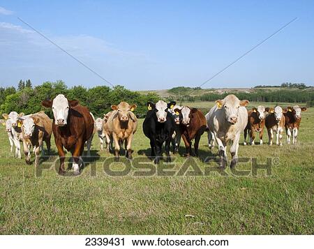 Stock Image - Livestock - Curious mixed breed beef cows on a green pasture / Alberta, Canada.. Fotosearch