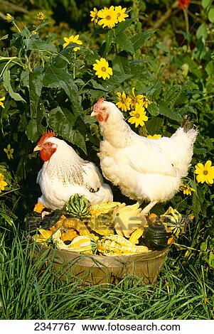 Livestock - Delaware breed chickens (rooster on left and hen on right) stand on a basket of gourds / USA. View Large Photo Image Stock Photo - Livestock - Delaware breed chickens (rooster on left and hen on right) stand on a basket of gourds / USA.. Fotosearch