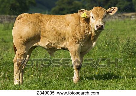 Stock Photography - Livestock - Eight week old pedigree Blonde D'Aquataine bull calf on a green pasture / England, United Kingdom.. Fotosearch