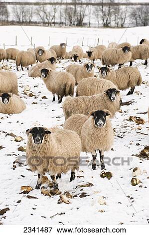 Livestock - Fattening lambs on root crops in winter. Hill lambs are finished on root crops outside over winter to attain weight / England, United Kingdom. View Large Photo Image Stock Photo - Livestock - Fattening lambs on root crops in winter. Hill lambs are finished on root crops outside over winter to attain weight / England, United Kingdom.. Fotosearch