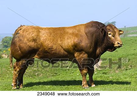 Stock Photo - Livestock - Five year old Limousin beef bull on a green pasture / England, United Kingdom.. Fotosearch