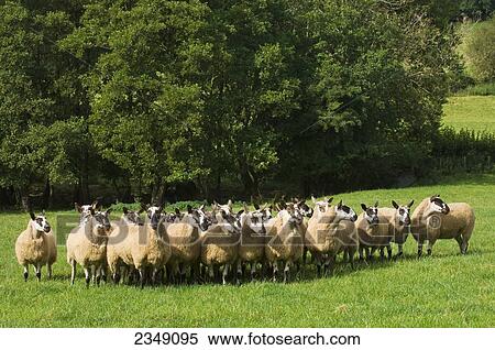 Livestock - Flock of Beulah Speckle Faced mule (crossbred) gimmer (female sheep) lambs on a green pasture / Wales, United Kingdom. View Large Photo Image Stock Photography - Livestock - Flock of Beulah Speckle Faced mule (crossbred) gimmer (female sheep) lambs on a green pasture / Wales, United Kingdom.. Fotosearch