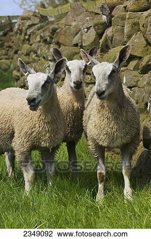 Livestock - Flock of Blue Faced Leicester lambs, about two months old, on a green pasture with a stone fence in the background / Hexham, Northumberland, England, United Kingdom. View Large Photo Image Stock Image - Livestock - Flock of Blue Faced Leicester lambs, about two months old, on a green pasture with a stone fence in the background / Hexham, Northumberland, England, United Kingdom.. Fotosearch
