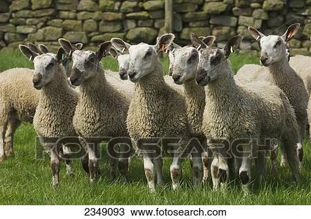 Livestock - Flock of Blue Faced Leicester lambs, about two months old, on a green pasture with a stone fence in the background / Hexham, Northumberland, England, United Kingdom. View Large Photo Image Stock Image - Livestock - Flock of Blue Faced Leicester lambs, about two months old, on a green pasture with a stone fence in the background / Hexham, Northumberland, England, United Kingdom.. Fotosearch