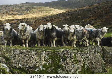 Stock Image - Livestock - Flock of Herdwick ewes standing on a rock / Lake District, England, United Kingdom.. Fotosearch