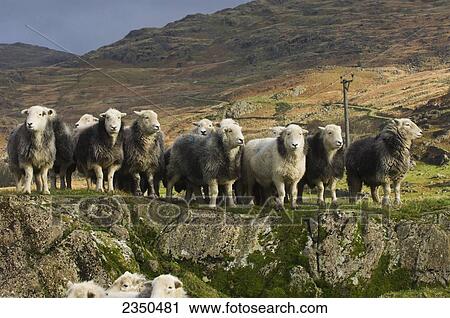 Stock Image - Livestock - Flock of Herdwick ewes standing on a rock / Lake District, England, United Kingdom.. Fotosearch