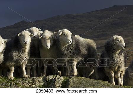 Stock Image - Livestock - Flock of Herdwick ewes standing on a rock / Lake District, England, United Kingdom.. Fotosearch