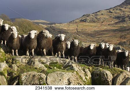 Stock Photo - Livestock - Flock of Herdwick wether (castrated male) lambs. Herdwick sheep are a very hardy breed which live in the mountains of the English Lake District / Wasdale, Cumbria, England, United Kingdom.. Fotosearch
