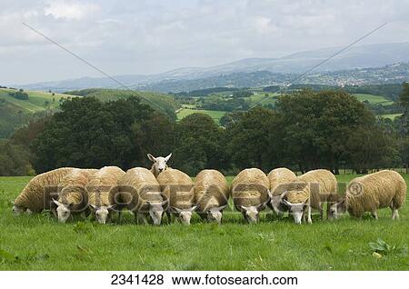 Stock Photo - Livestock - Flock of Welsh Mountain mule (crossbred) gimmers (female sheep) grazing on a green pasture / Wales, United Kingdom.. Fotosearch