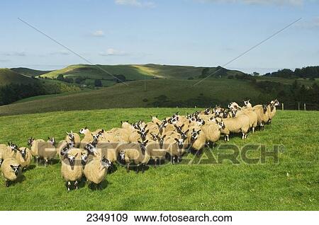 Stock Photo - Livestock - Flock of Welsh Speckle Faced mules (crossbred) on a grassy hillside / Wales, United Kingdom.. Fotosearch