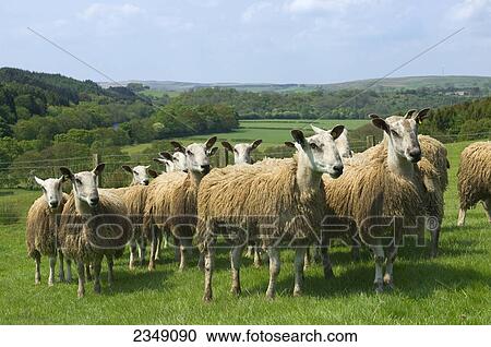 Livestock - Flock of yearling Blue Faced Leicester rams on a green pasture / Hexham, Northumberland, England, United Kingdom. View Large Photo Image Stock Image - Livestock - Flock of yearling Blue Faced Leicester rams on a green pasture / Hexham, Northumberland, England, United Kingdom.. Fotosearch