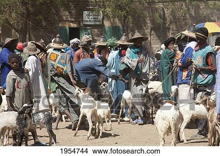 Picture - Livestock for sale at Monday Market in Djenne, Mali. Fotosearch