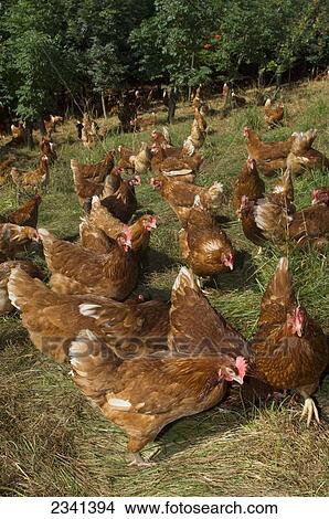 Picture - Livestock - Free range hybrid layer hens foraging for food in a woodland/grassland field / Lake District, England, United Kingdom.. Fotosearch