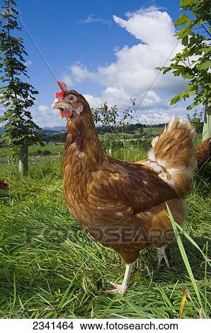 Picture - Livestock - Free range hybrid layer hens foraging for food in a woodland/grassland field / Lake District, England, United Kingdom.. Fotosearch