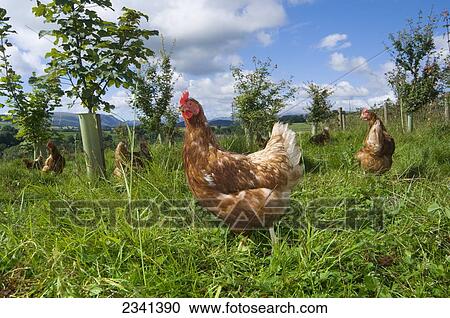 Stock Image - Livestock - Free range hybrid layer hens foraging for food in a woodland/grassland field / Lake District, England, United Kingdom.. Fotosearch