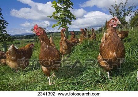 Stock Image - Livestock - Free range hybrid layer hens foraging for food in a woodland/grassland field / Lake District, England, United Kingdom.. Fotosearch