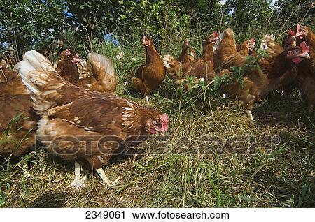Livestock - Free range hybrid layer hens foraging for food in a woodland/grassland field / Lake District, England, United Kingdom. View Large Photo Image Stock Image - Livestock - Free range hybrid layer hens foraging for food in a woodland/grassland field / Lake District, England, United Kingdom.. Fotosearch