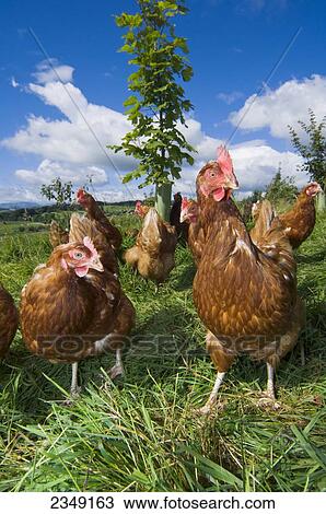 Livestock - Free range hybrid layer hens foraging for food in a woodland/grassland field / Lake District, England, United Kingdom. View Large Photo Image Stock Image - Livestock - Free range hybrid layer hens foraging for food in a woodland/grassland field / Lake District, England, United Kingdom.. Fotosearch