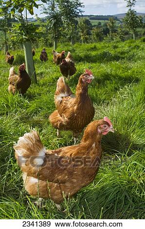 Stock Photo - Livestock - Free range hybrid layer hens foraging for food in a woodland/grassland field / Lake District, England, United Kingdom.. Fotosearch