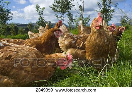 Stock Photo - Livestock - Free range hybrid layer hens foraging for food in a woodland/grassland field / Lake District, England, United Kingdom.. Fotosearch