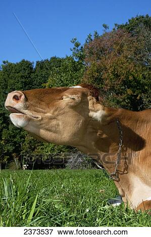 Livestock - Funny expression on the face of a Guernsey dairy cow lying on a green pasture in Autumn while chewing her cud / near East Granby, Connecticut, USA. View Large Photo Image Stock Photo - Livestock - Funny expression on the face of a Guernsey dairy cow lying on a green pasture in Autumn while chewing her cud / near East Granby, Connecticut, USA.. Fotosearch