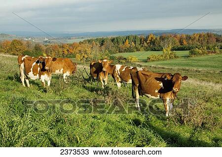 Stock Image - Livestock - Guernsey dairy cows on a green hillside pasture in Autumn with the Adirondack mountains in the background / near Sharon Springs, New York, USA.. Fotosearch