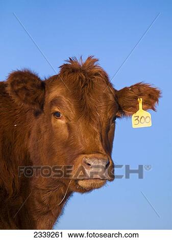Stock Image - Livestock - Head shot of a Red Angus heifer / Alberta, Canada.. Fotosearch