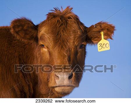 Livestock - Head shot of a Red Angus heifer / Alberta, Canada. View Large Photo Image Stock Image - Livestock - Head shot of a Red Angus heifer / Alberta, Canada.. Fotosearch