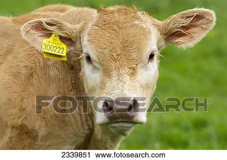Livestock - Head shot of an eight week old pedigree Blonde D'Aquataine bull calf / England, United Kingdom. View Large Photo Image Stock Image - Livestock - Head shot of an eight week old pedigree Blonde D'Aquataine bull calf / England, United Kingdom.. Fotosearch