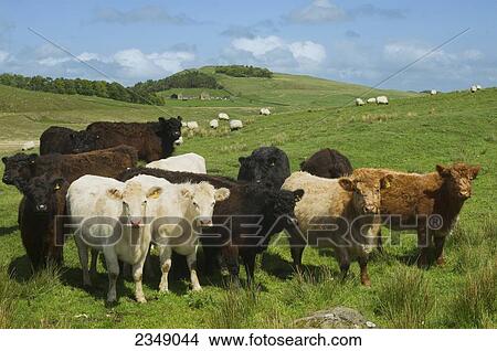 Livestock - Herd of 18-24 month old Galloway beef cattle, a native Scottish breed, on grassland / Northumberland, England, United Kingdom. View Large Photo Image Picture - Livestock - Herd of 18-24 month old Galloway beef cattle, a native Scottish breed, on grassland / Northumberland, England, United Kingdom.. Fotosearch