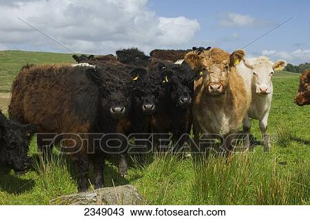 Stock Image - Livestock - Herd of 18-24 month old Galloway beef cattle, a native Scottish breed, on grassland / Northumberland, England, United Kingdom.. Fotosearch