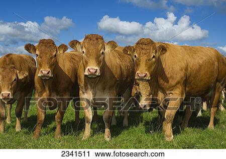 Stock Image - Livestock - Herd of Limousin heifers on a green pasture / Lancashire, England, United Kingdom.. Fotosearch