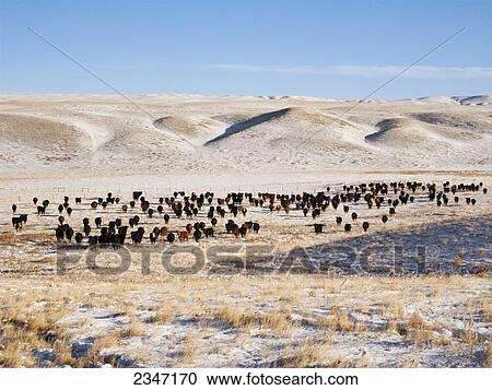 Livestock - Herd of Red Angus and Black Angus cattle on a snow covered Winter native prairie pasture / Alberta, Canada. View Large Photo Image Stock Image - Livestock - Herd of Red Angus and Black Angus cattle on a snow covered Winter native prairie pasture / Alberta, Canada.. Fotosearch