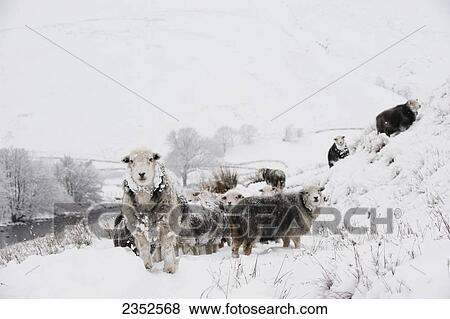 Stock Photo - Livestock - Herdwick sheep in snow in the high mountains.. Fotosearch