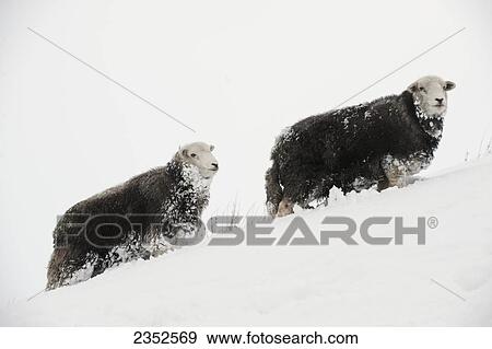 Stock Photo - Livestock - Herdwick sheep in snow in the high mountains.. Fotosearch