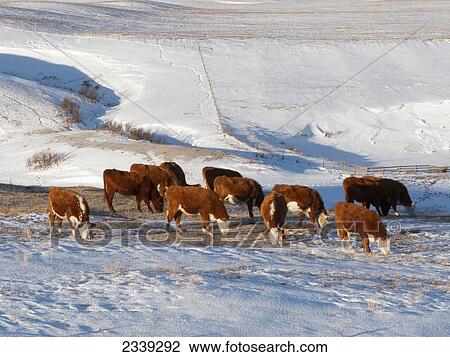Stock Image - Livestock - Hereford and Red Angus beef cattle graze on a snow covered native rangeland pasture in Winter / Alberta, Canada.. Fotosearch