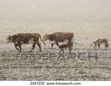Stock Image - Livestock - Hereford beef cows and calves in a Spring snowstorm on a dry seasonal pasture / Alberta, Canada.. Fotosearch