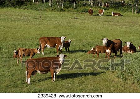 Livestock - Hereford beef cows and calves on a green pasture / Alberta, Canada. View Large Photo Image Stock Photo - Livestock - Hereford beef cows and calves on a green pasture / Alberta, Canada.. Fotosearch