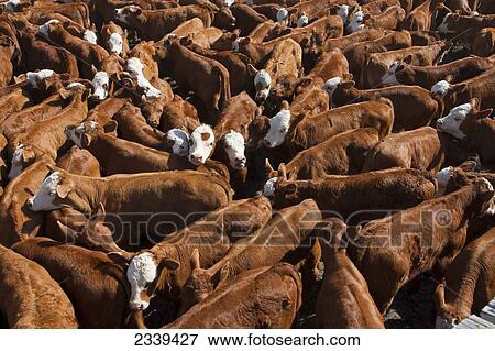 Stock Photo - Livestock - Hereford/red Angus-Hereford cross beef calves in pen during the roundup awaiting branding, castration and vaccination / Alberta, Canada.. Fotosearch