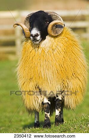 Stock Image - Livestock - Hexham type Blackface ram. Blackface sheep from the Hexham area of England are a type of Scotch Blackface / Northumberland, England, United Kingdom.. Fotosearch