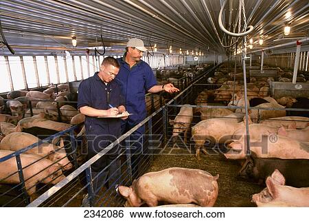 Stock Photograph - Livestock - Hog producers check the progress of their hogs in a confinement facility / Eldora, Iowa, USA.. Fotosearch
