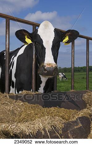 Stock Image - Livestock - Holstein dairy cow eating supplemental fodder at a feeder in the field / Cumbria, England, United Kingdom.. Fotosearch
