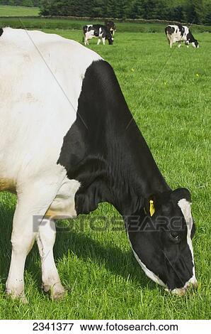Livestock - Holstein dairy cow grazing on a green pasture / Cumbria, England, United Kingdom. View Large Photo Image Stock Photo - Livestock - Holstein dairy cow grazing on a green pasture / Cumbria, England, United Kingdom.. Fotosearch