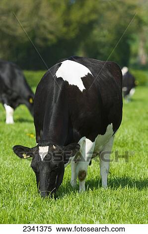 Stock Photography - Livestock - Holstein dairy cow on a green pasture / Cumbria, England, United Kingdom.. Fotosearch